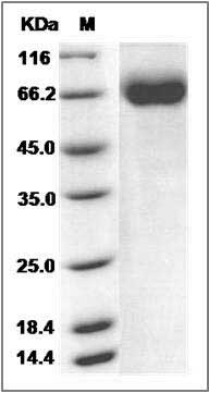 Rat CD226 / DNAM-1 Protein (Fc Tag) SDS-PAGE