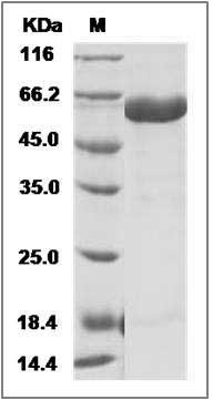 Influenza A H5N1 (A/barnswallow/HongKong/D10-1161/2010) Hemagglutinin Protein (HA1 Subunit) (His Tag) SDS-PAGE