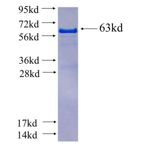 Recombinant Arabidopsis thaliana ALX8 SDS-PAGE