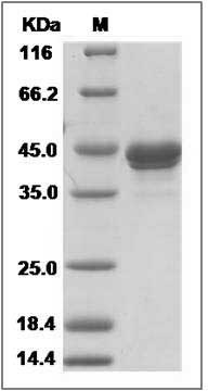Human MCEMP1 / C19orf59 Protein (Fc Tag) SDS-PAGE