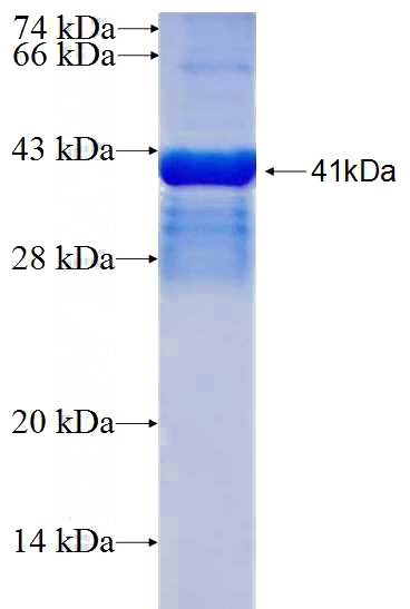 Recombinant Human WWTR1,TAZ SDS-PAGE