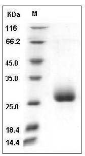 Mouse Ephrin-A2 / EFNA2 Protein SDS-PAGE