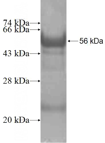 Recombinant Human ELF5 SDS-PAGE