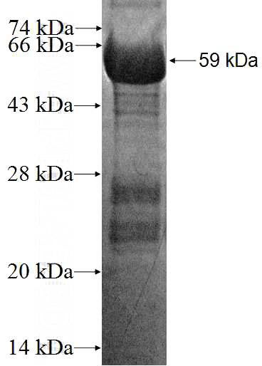 Recombinant Human IRF6 SDS-PAGE