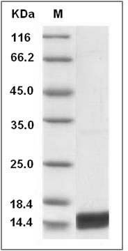 Mouse IL17 / IL17A Protein SDS-PAGE