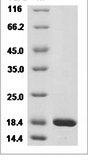 Human IL1B recombinant protein (Native)