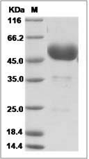 Ctla4 protein SDS-PAGE