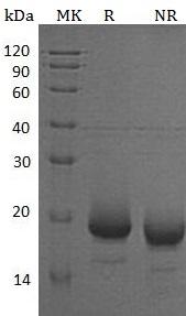 Human IL4 (His tag) recombinant protein