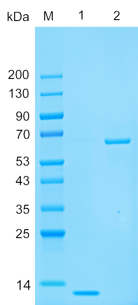 Recombinant PHS protein (His tag) SDS-PAGE