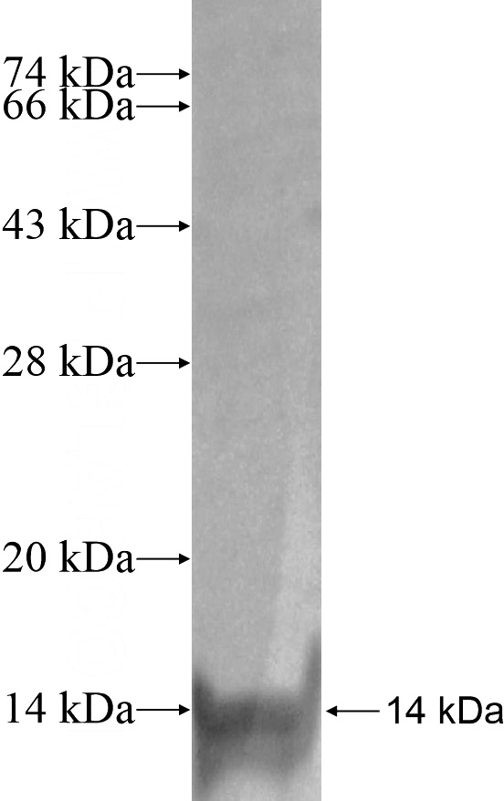 Recombinant Human SCGBL SDS-PAGE