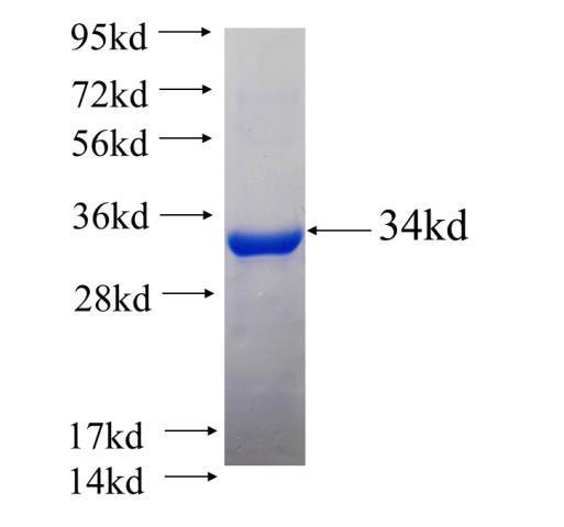 Recombinant Arabidopsis thaliana TIM SDS-PAGE