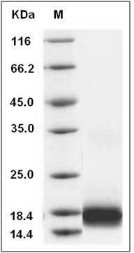 Human IL17 / IL17A Protein SDS-PAGE