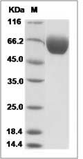 Mouse IL-1RAcP / IL-1R3 Protein (His Tag)