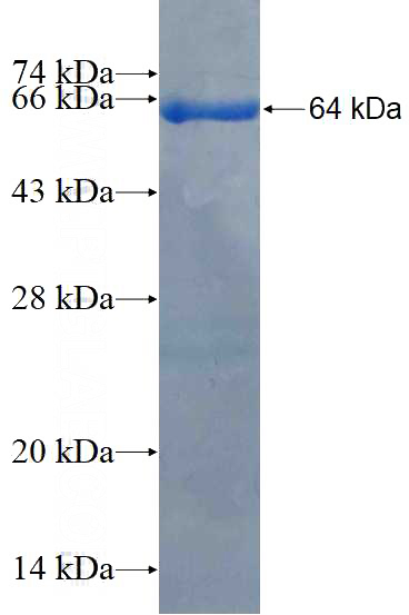 Recombinant Human SEPT10 SDS-PAGE