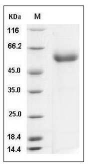 Cynomolgus SerpinC1 / AntithrombinIII / ATIII Protein (His Tag) SDS-PAGE