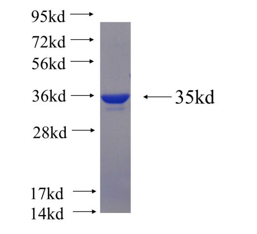 Recombinant human BMP1 SDS-PAGE