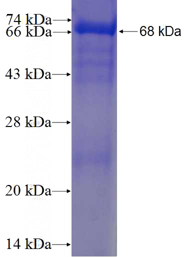 Recombinant Human SEPT12 SDS-PAGE