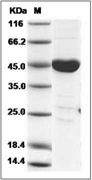 Mouse CSK / C-Src kinase Protein SDS-PAGE