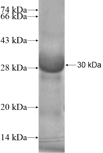 Human PLD6 Recombinant protein (6*His tag)