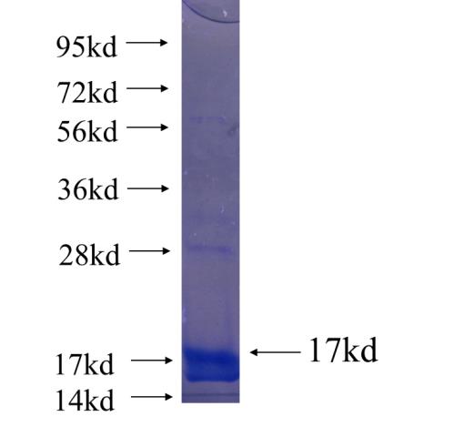 Recombinant human FAM53B SDS-PAGE