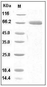 Human PD-L1/B7-H1/CD274 (Fc Tag) recombinant protein
