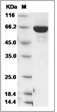 Human PTPN12 Protein (aa 1-355, His & GST Tag) SDS-PAGE