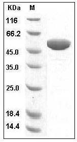 Human ApoAI Protein (Fc Tag) SDS-PAGE