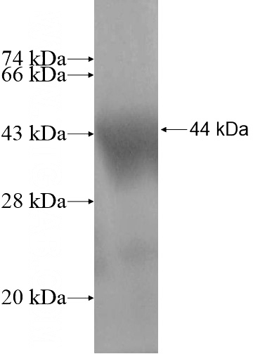Recombinant Human IPAF SDS-PAGE
