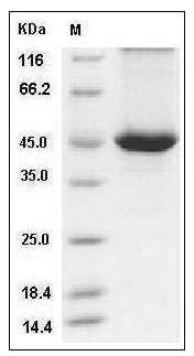 Human SerpinB4 Protein (His Tag) SDS-PAGE