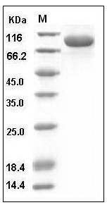 Human IL-1RAcP / IL-1R3 Protein (His & Fc Tag) SDS-PAGE