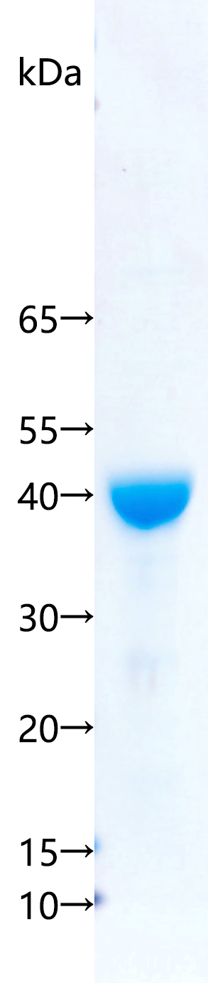 Recombinant Arabidopsis thaliana AGO5 SDS-PAGE