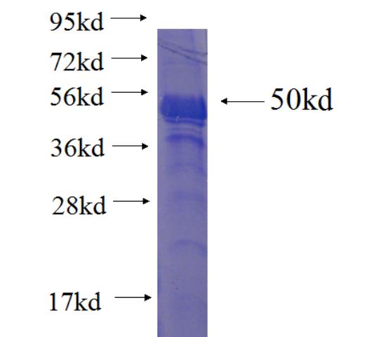 Recombinant Arabidopsis thaliana GPCR SDS-PAGE