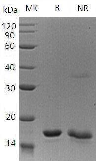 Human IL20/ZCYTO10/UNQ852/PRO1801 recombinant protein