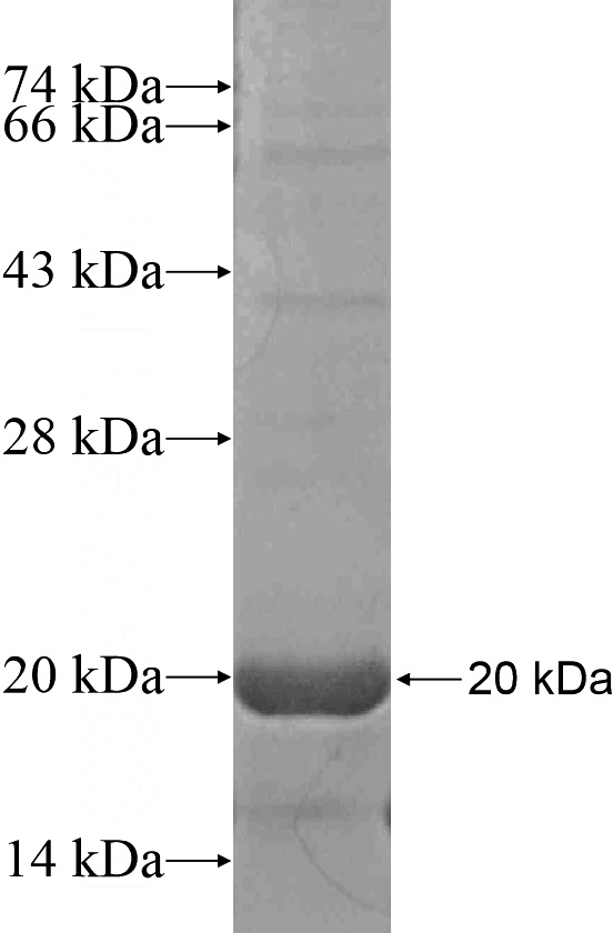 Recombinant Human TAF13 SDS-PAGE