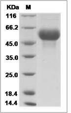 Influenza A H12N3 (A/bar headed goose/Mongolia/143/2005) Hemagglutinin / HA1 Protein (His Tag)
