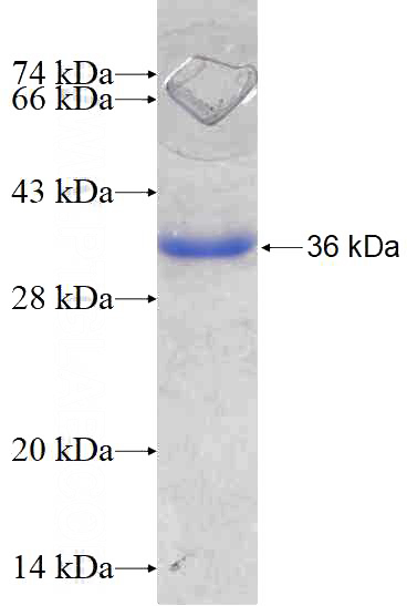 Recombinant Human SCO2 SDS-PAGE