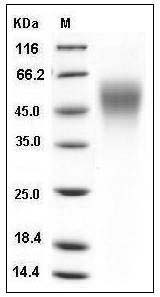 Human ICAM-2 / CD102 Protein (His Tag) SDS-PAGE