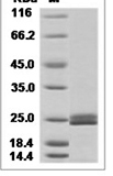 Mouse IFNA5/IFNaG Protein 14762