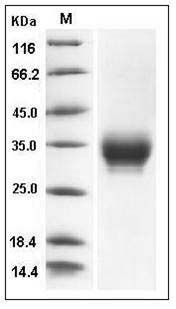 Cynomolgus CD32a / FCGR2A Protein (His & AVI Tag) SDS-PAGE