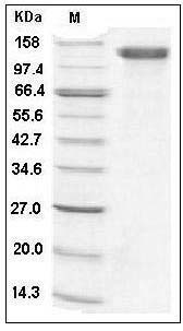 Human CD31 / PECAM1 Protein (Fc Tag) SDS-PAGE