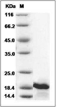 Human IL7 / interleukin 7 Protein SDS-PAGE