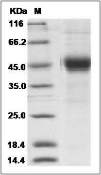 Cynomolgus BTLA Protein (Fc Tag) SDS-PAGE