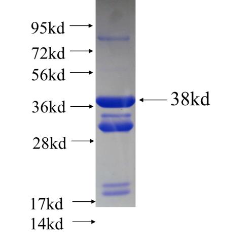 Recombinant human MRPL53 SDS-PAGE