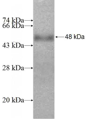 Recombinant Human FMN2 SDS-PAGE