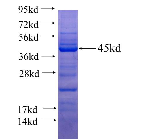 Recombinant human MAD1L1 SDS-PAGE