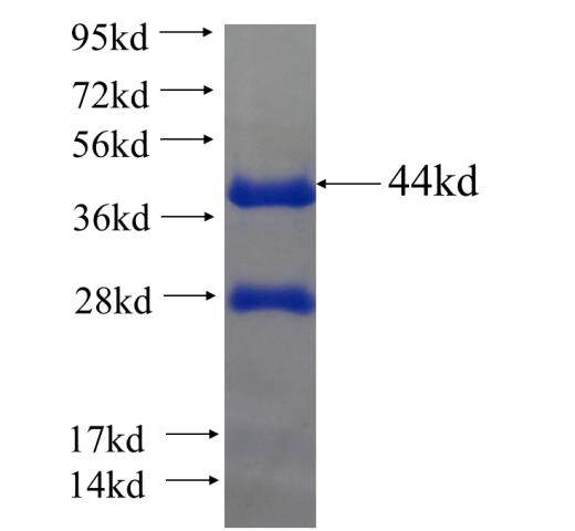 Recombinant human CLEC16A SDS-PAGE