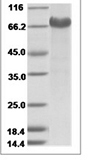 Human Notch-2 Protein 15488