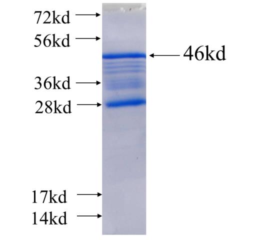 Recombinant human MEA1(Full length) SDS-PAGE