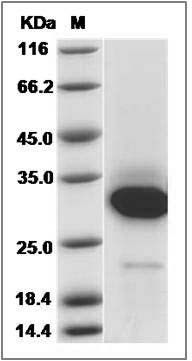 Canine CD40 / TNFRSF5 Protein SDS-PAGE
