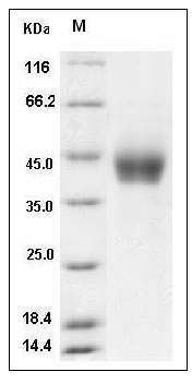 Human Coagulation Factor III / Tissue Factor / CD142 Protein (His Tag) SDS-PAGE